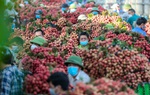 Người dân Lục Ngạn rồng rắn đi bán vải, nhiều tuyến đường tê liệt trong nhiều giờ