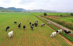 Siêu dự án trang trại của Vinamilk tại Lào sẽ "cho sữa" vào đầu năm 2022