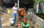 Mô hình “Ngân hàng con giống”, điểm tựa giúp phụ nữ Quảng Trị vươn lên thoát nghèo