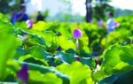 Đắm mình trong không gian Hồ Tây ngát hương mùa sen