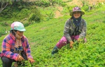 Đăk Glei, Kon Tum: Phát huy thế mạnh của hội viên phụ nữ trong khởi nghiệp