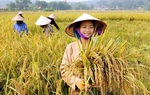 Mục tiêu giảm nghèo cần có số liệu phân tách giới, làm cơ sở đảm bảo lồng ghép giới