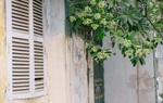 Chuyện của "Hà Nội mùa vắng những cơn mưa"