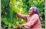 Giàn trầu của u