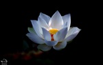 Mùa Vu Lan và những cánh cửa yêu thương