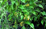 Cãi nhau với chồng, thai phụ ăn lá ngón tự tử