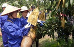 Sơn La: Dấu ấn trong hỗ trợ phụ nữ phát triển kinh tế