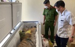 Hà Tĩnh: Phát hiện hổ đông lạnh nặng 160kg trong nhà dân