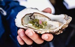 Ăn hàu sống và nguy cơ nhiễm khuẩn nguy hiểm do chế biến sai cách