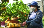 Người trồng đào, quất thấp thỏm chờ Tết