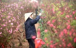 Thời tiết những ngày Tết Nguyên đán sẽ như thế nào? 