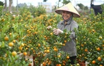 Hoa, cây cảnh “ship” tận nhà