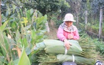 "Thủ phủ" lá dong miền Bắc nhộn nhịp vào vụ Tết