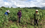 Gia Lai: Giám sát việc triển khai hỗ trợ phụ nữ tại huyện Kông Chro