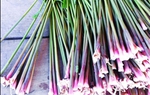 Loại cây ở Điện Biên tưởng chỉ nhổ vứt đi lại là đặc sản ngon lạ lùng