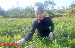 Người phụ nữ Nùng làm giàu từ cây chè