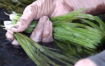 Loại rau dại giờ thành đặc sản có giá 140.000 đồng/kg