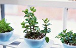 10 ý tưởng sáng tạo để có khu vườn thảo mộc trong nhà phố