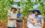 Phụ nữ tham gia hợp tác xã để tăng hiệu quả sản xuất, thúc đẩy thương mại miền núi