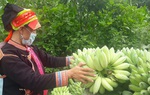 Hành trình thoát nghèo của người phụ nữ Dao vùng biên giới