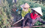 "Làng quê an toàn" mang cuộc sống ấm no đến với phụ nữ, trẻ em