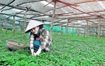 Từ sản phẩm chữa ho cho con trở thành thương hiệu tin dùng của các mẹ bỉm sữa