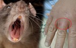 Cách xử lý vết thương khi bị chuột hamster cắn