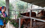 "Ngân hàng bò" - mô hình thoát nghèo có hiệu quả