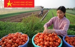 Cả nước tổ chức được trên 1.600 chuỗi cung ứng hàng hoá nông sản an toàn