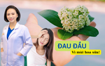 Bác sĩ lý giải nguyên nhân nhiều người chóng mặt, buồn nôn khi ngửi mùi hoa sữa