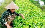  Sóc Trăng: Mô hình khởi nghiệp hiệu quả 