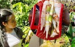 9x bỏ phố về quê làm rẫy, hằng ngày nhặt sầu rụng, hái rau quả trong vườn