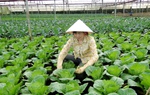 Lai Châu: Phụ nữ làm giàu từ nông nghiệp xanh