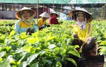 Thúc đẩy nông nghiệp tái sinh, giảm phát thải khí nhà kính và cải thiện sinh kế của nông dân