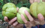 Loại quả xưa rụng đầy không ai thèm nhặt, nay thành đặc sản, 70.000 đồng/kg