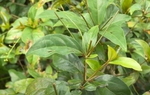 Loại lá mọc bờ rào là đặc sản chỉ có ở Phú Yên, muốn mua cũng cực khó