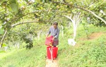 Hỗ trợ bà con dân tộc thiểu số trồng mới 55ha cây ăn quả