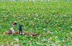 Phụ nữ đất Sen hồng phát triển kinh tế từ nguồn tài nguyên bản địa