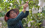 Phụ nữ Tiền Giang phát triển kinh tế thích ứng với biến đổi khí hậu