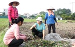 Xử lý rơm, rạ sau thu hoạch, bảo vệ môi trường sống nông thôn mới