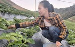 Chi hội trưởng người dân tộc Mông trồng dâu tây, thu nhập hàng trăm triệu mỗi năm