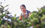 Nâng cao nhận thức đưa trà shan tuyết cổ thụ ở trên núi trở thành "vàng xanh"