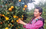 Mùa vàng ở nơi từng là thủ phủ ma túy miền Tây Bắc