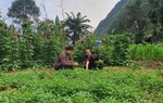 "Cải tạo vườn tạp" giúp bà con dân tộc thiểu số phát triển kinh tế