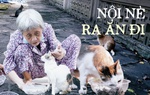 "Bà nội khùng" của đám mèo hoang ở Thảo Cầm Viên 