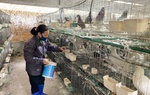 Nhiều mô hình hỗ trợ phụ nữ phát triển kinh tế, giảm nghèo bền vững