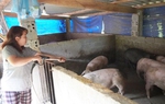 Trồng cây măng tây, người phụ nữ dân tộc Dao đã thoát nghèo