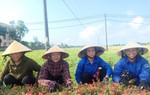 Nghi Xuân: Phụ nữ chung tay xây dựng nông thôn mới