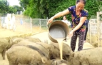 Hiệu quả từ mô hình nuôi lợn bằng thảo dược