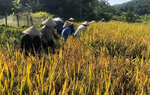 Phát huy vai trò người có uy tín trong đồng bào thiểu số